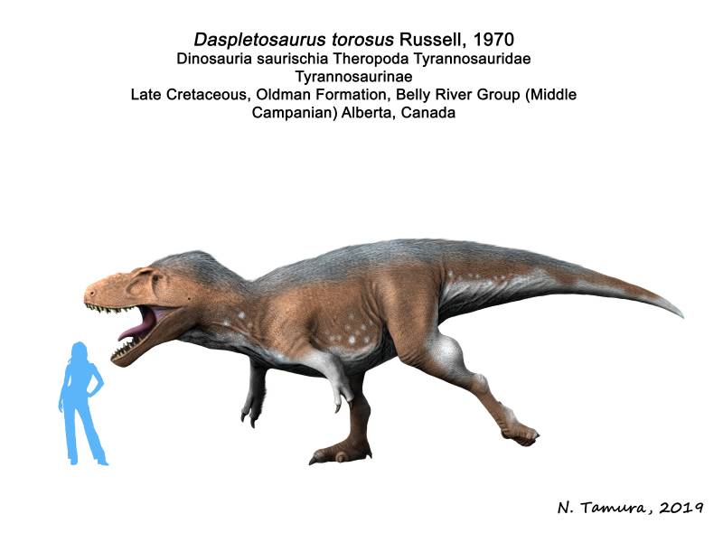 Daspletosaurus_NT